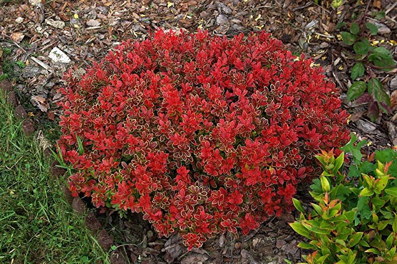 Barberry - photo