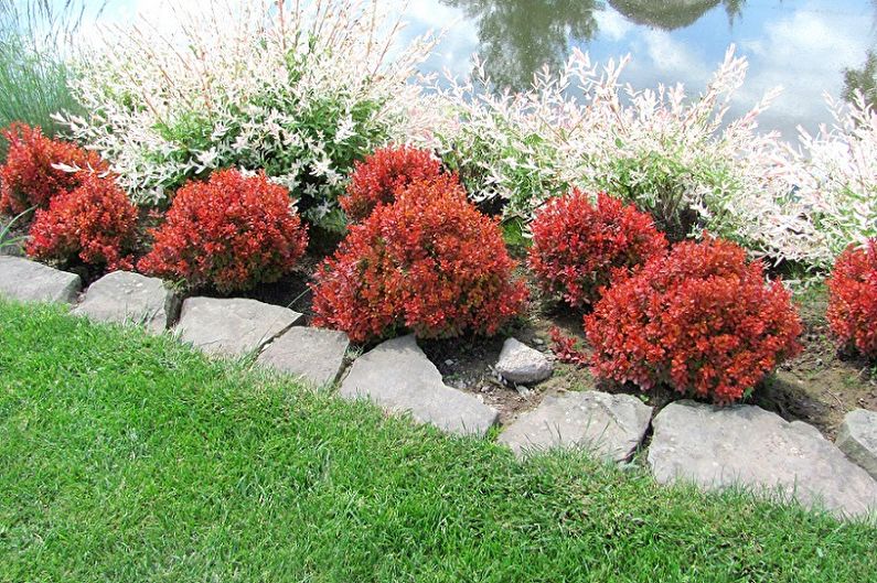 Barberry - photo