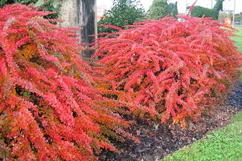 Barberry - photo