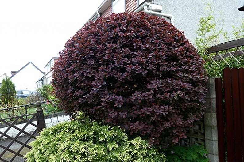 Barberry - photo