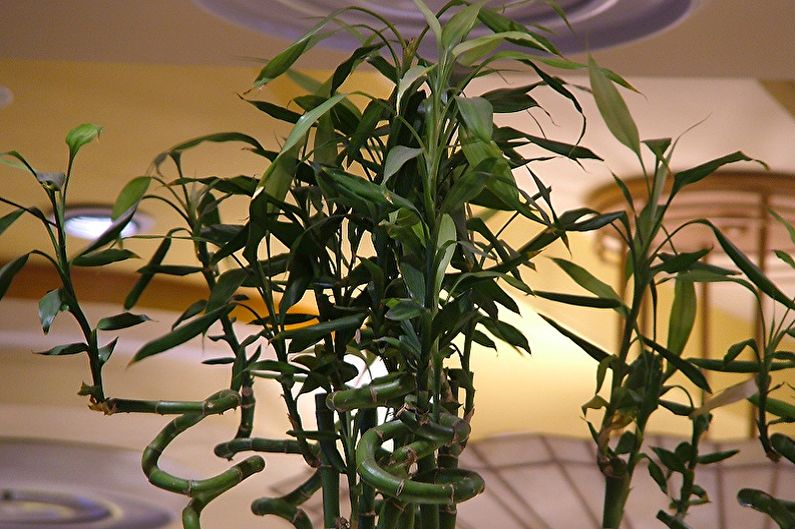 Indoor Bamboo Care - Temperature