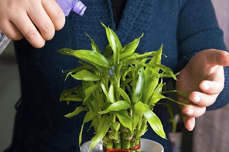 Indoor Bamboo Care - Humidity
