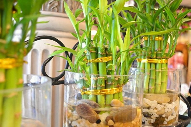 Indoor Bamboo Care - Watering