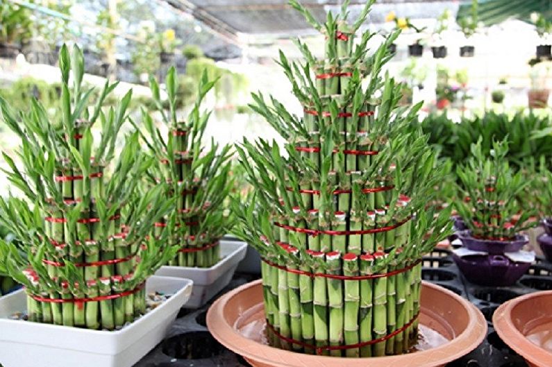 Indoor Bamboo Care - Fertilizers and Feeding