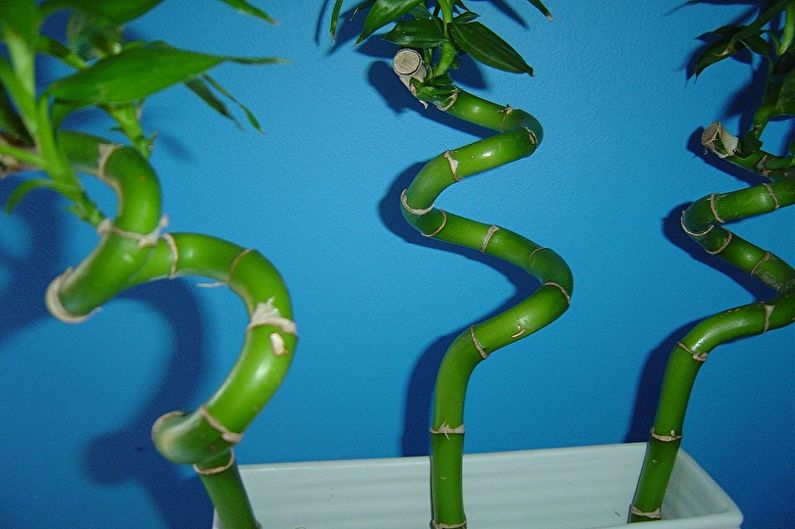 Care for indoor bamboo - How to curl a bamboo stalk