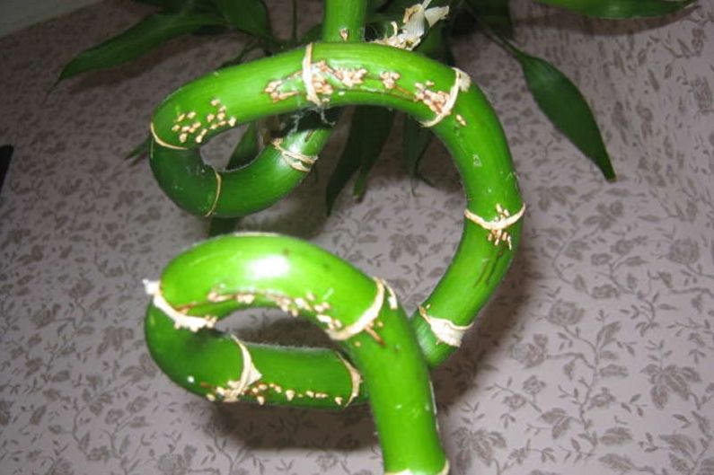 Indoor Bamboo - Diseases and Pests