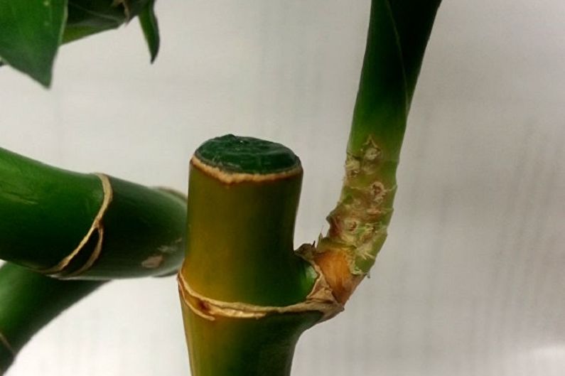 Indoor Bamboo - Diseases and Pests