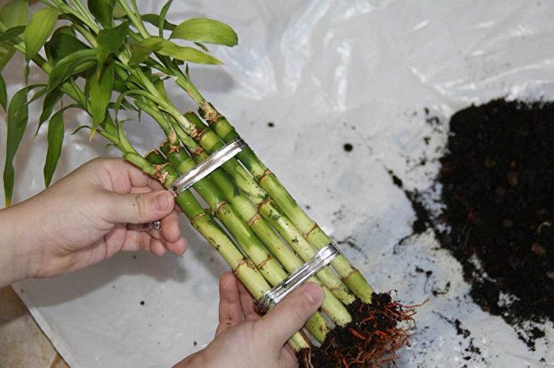How to transplant indoor bamboo