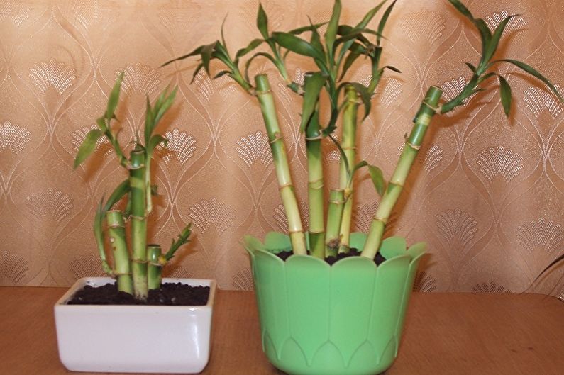 How to transplant indoor bamboo
