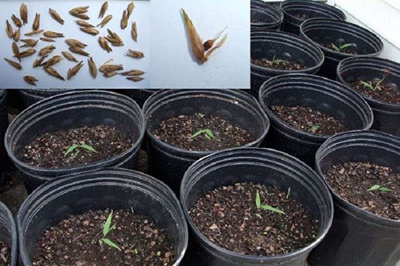 Propagation of indoor bamboo seeds