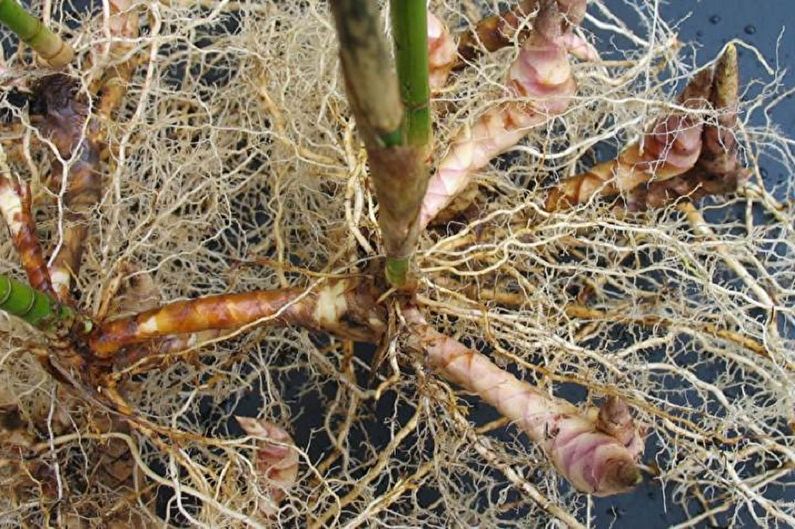 Propagation of indoor bamboo by dividing the root