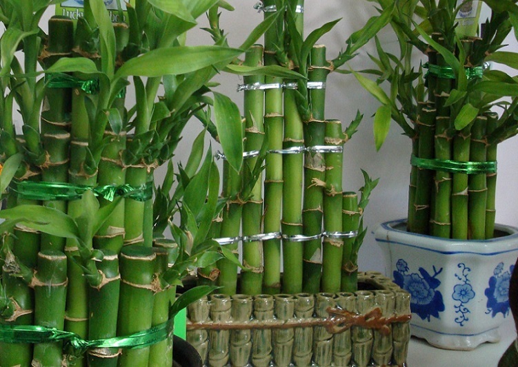Indoor bamboo - photo