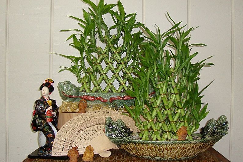 Indoor bamboo - photo