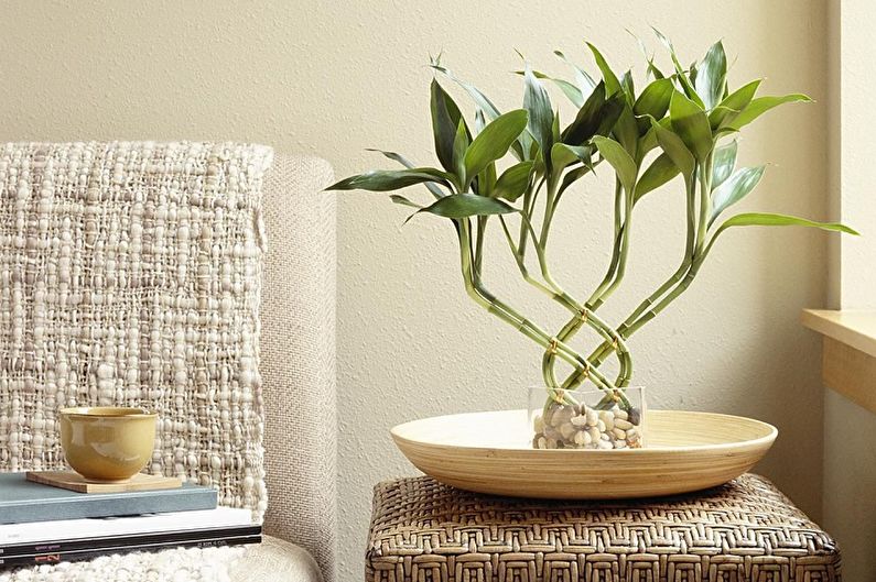 Indoor bamboo - photo