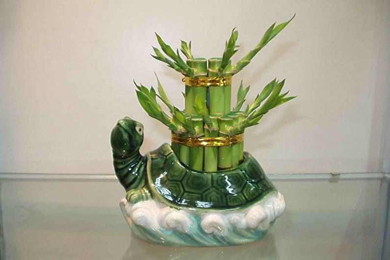 Indoor bamboo - photo