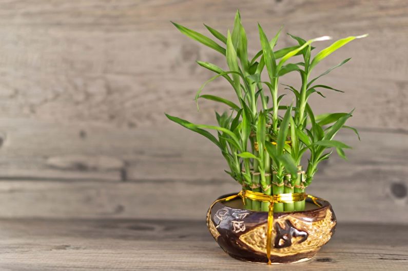 Indoor bamboo - photo