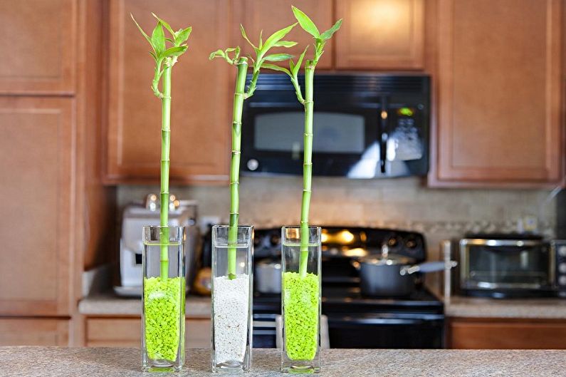 Indoor bamboo - photo
