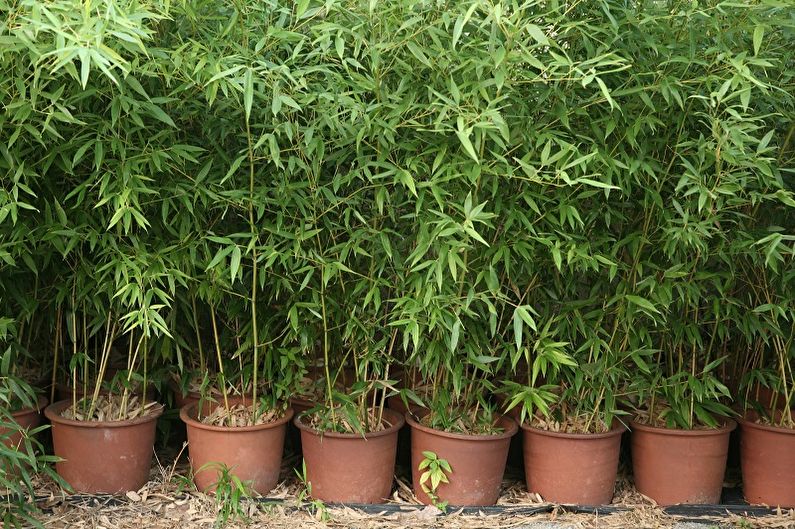Indoor bamboo - photo