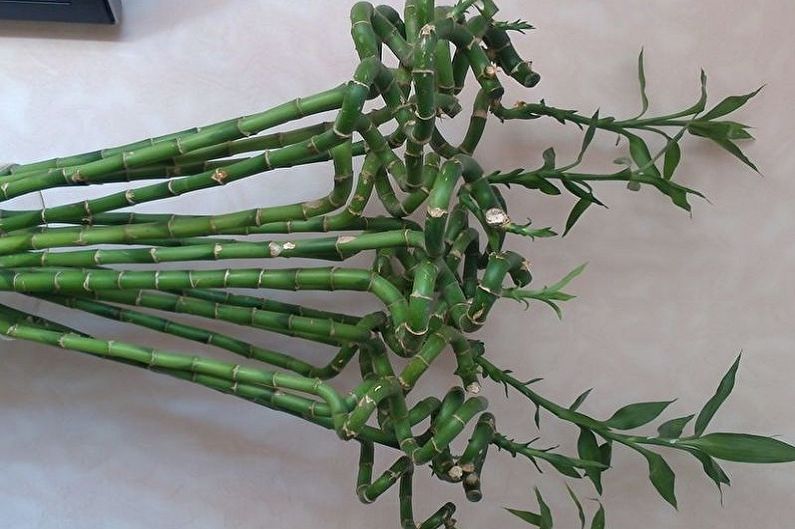 Indoor bamboo - photo