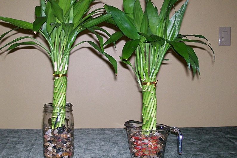 Indoor bamboo - photo