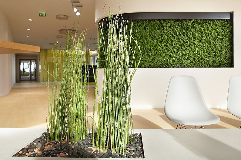 Indoor bamboo - photo