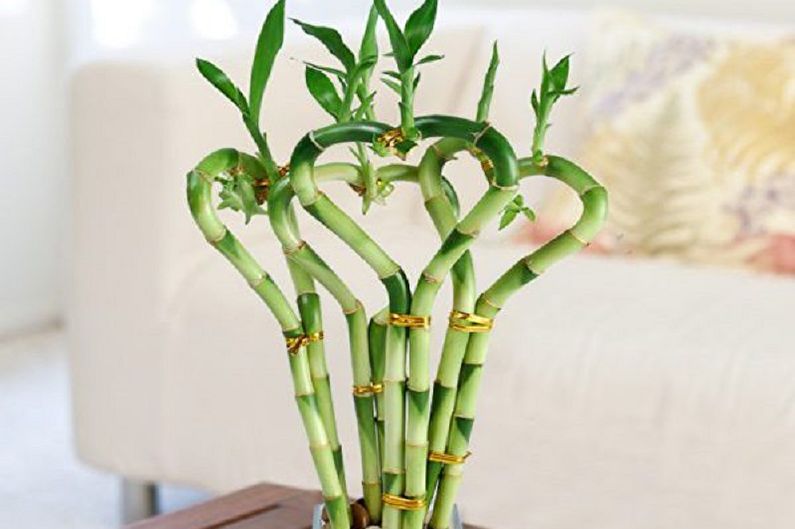 Indoor bamboo - photo