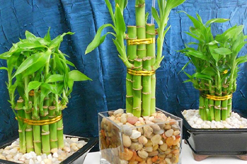 Indoor bamboo - photo