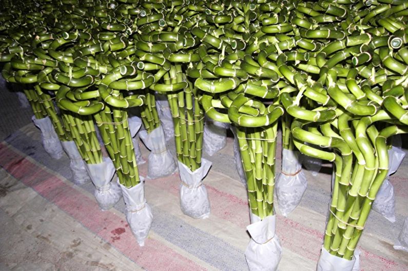 Indoor bamboo - photo