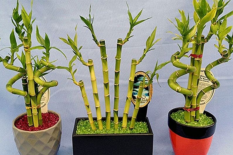 Indoor bamboo - photo