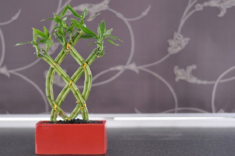Indoor bamboo - photo
