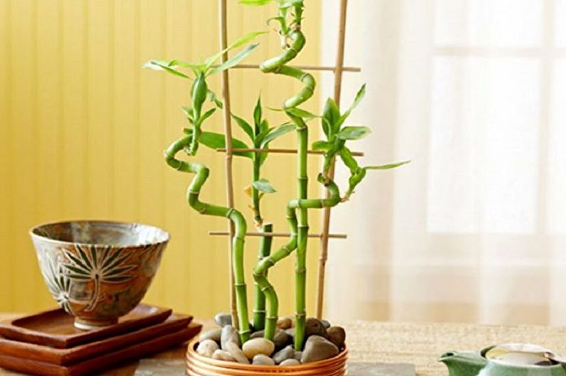 Indoor bamboo - photo