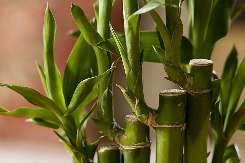 Indoor bamboo - photo