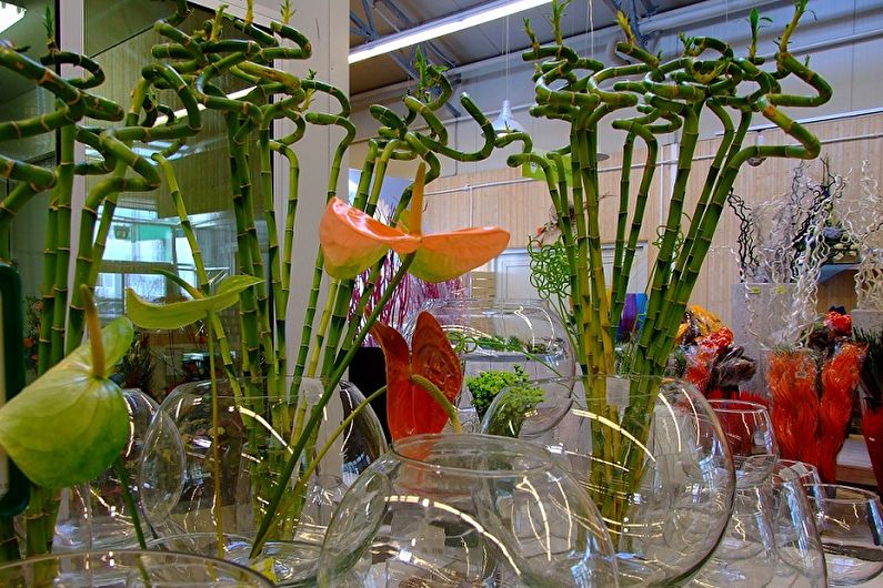 Indoor bamboo - photo