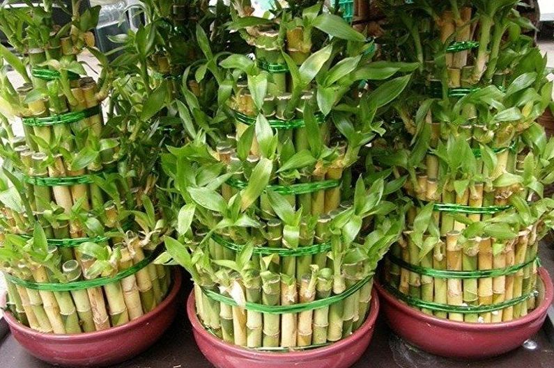 Indoor bamboo - photo
