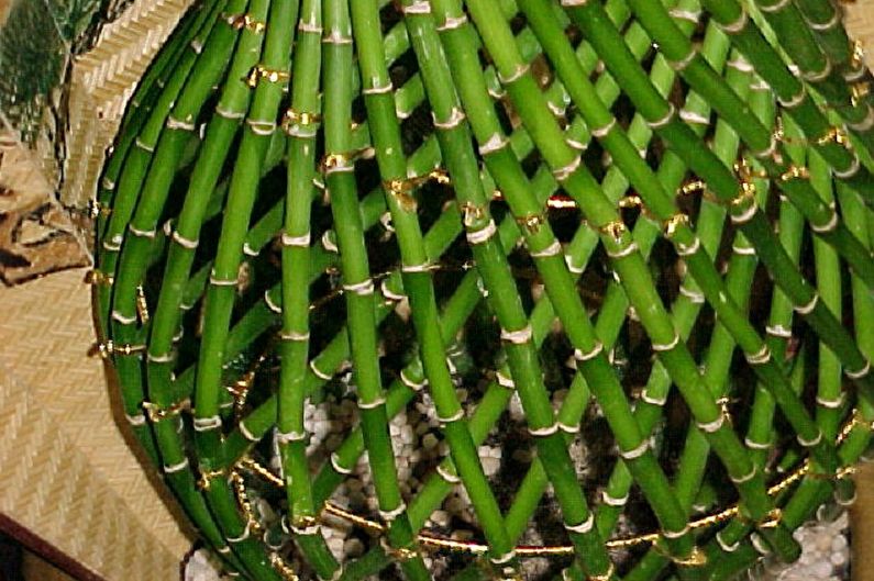 Indoor bamboo - photo
