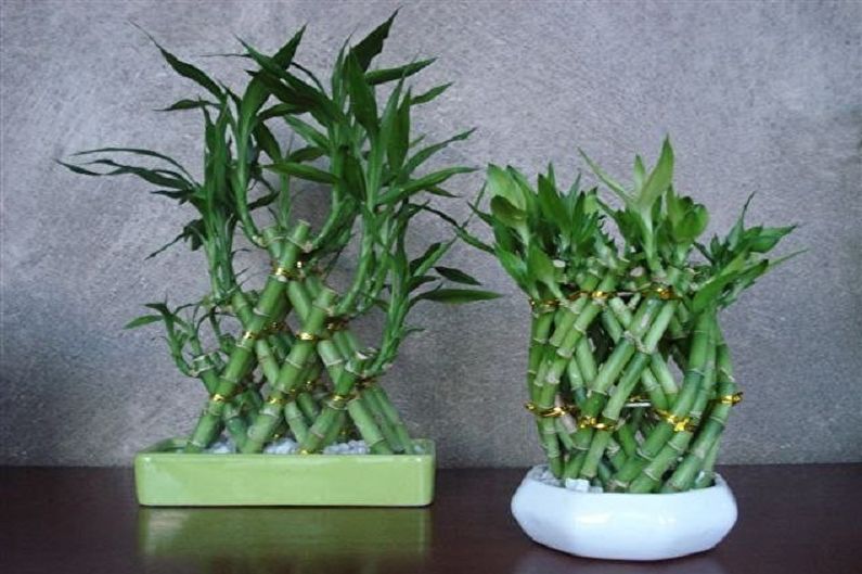 Indoor bamboo - photo