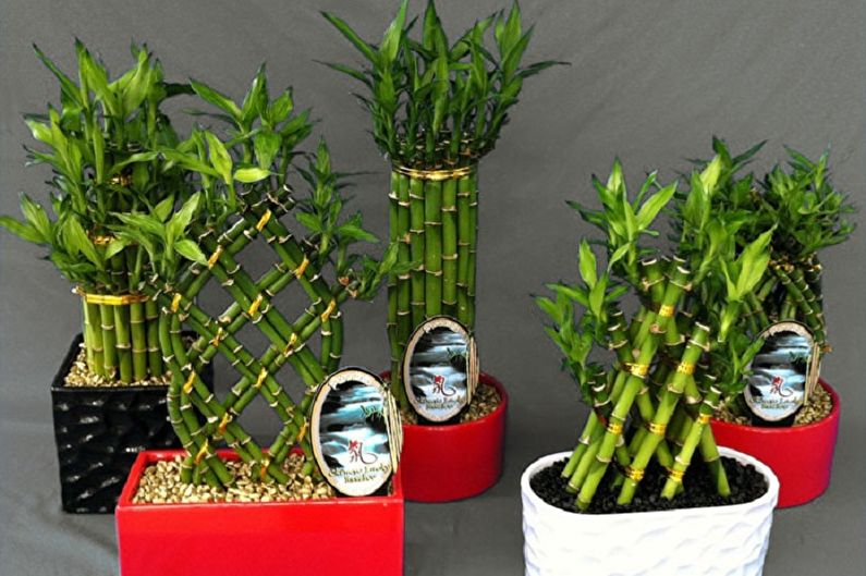 Indoor bamboo - photo