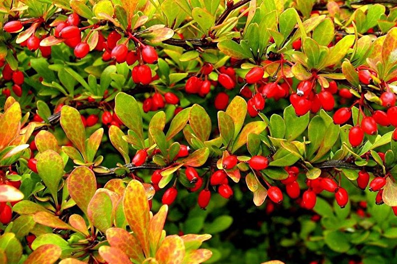 Barberry (90 photos): types and care