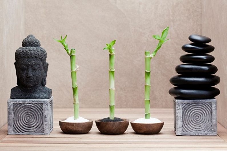 Indoor bamboo (80 photos): types and care