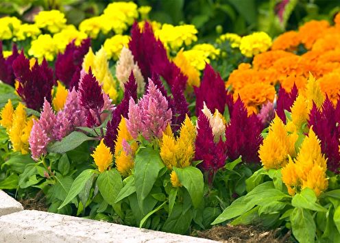 Celosia (75 photos): types and care