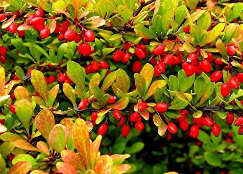 Barberry (90 photos): types and care