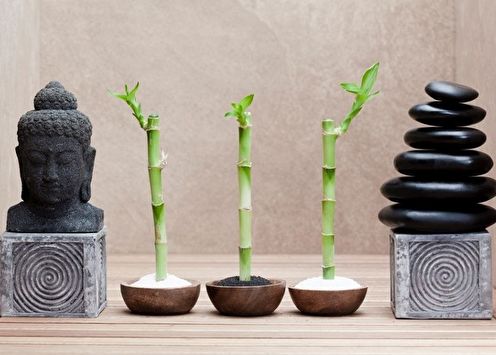 Indoor bamboo (80 photos): types and care