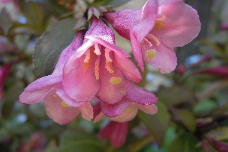 Weigela - Description and Features