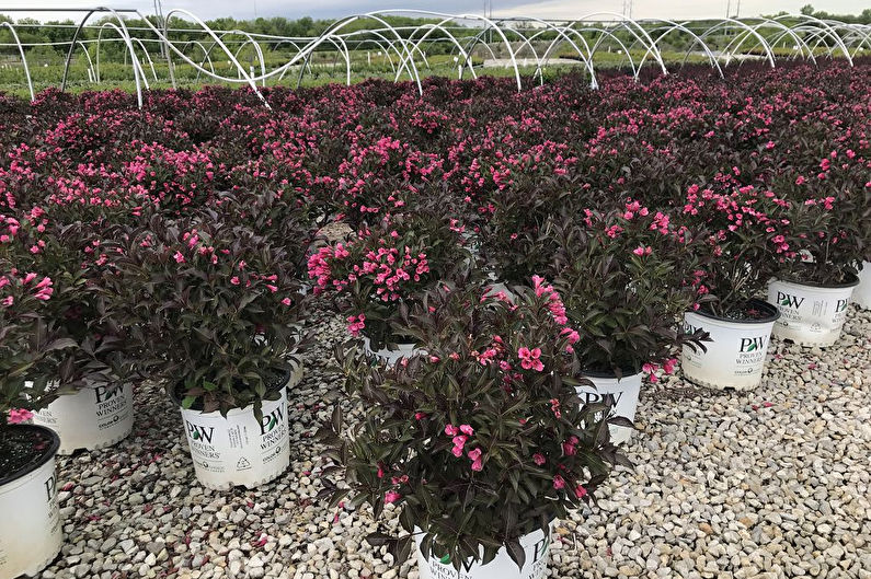 Weigela - Description and Features