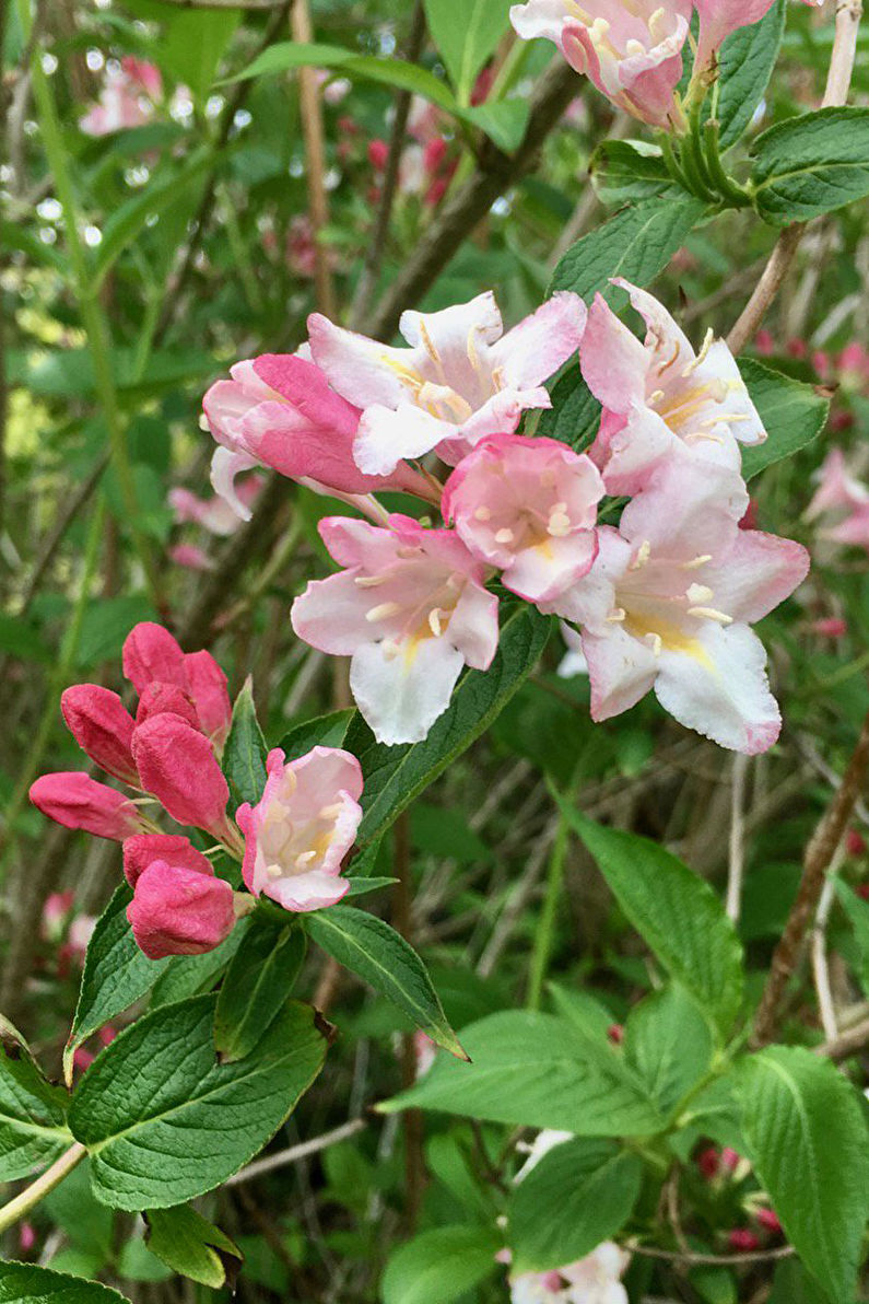 Weigela early
