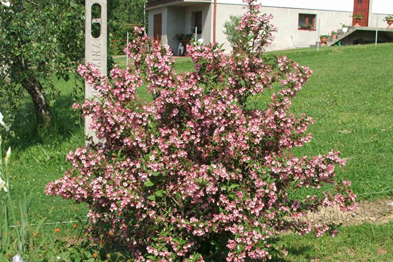 Weigela pleasant
