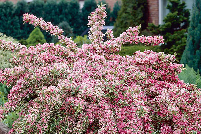 Flowering weigela