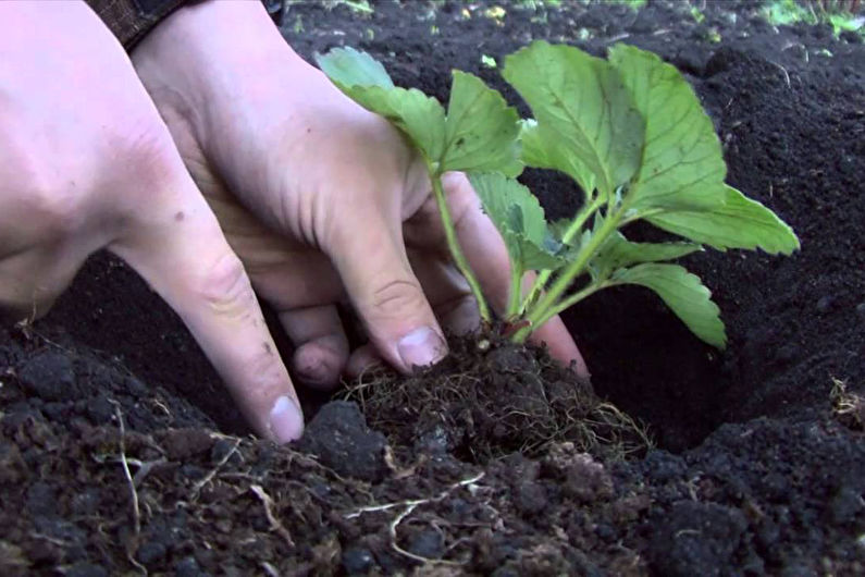 Weigela planting