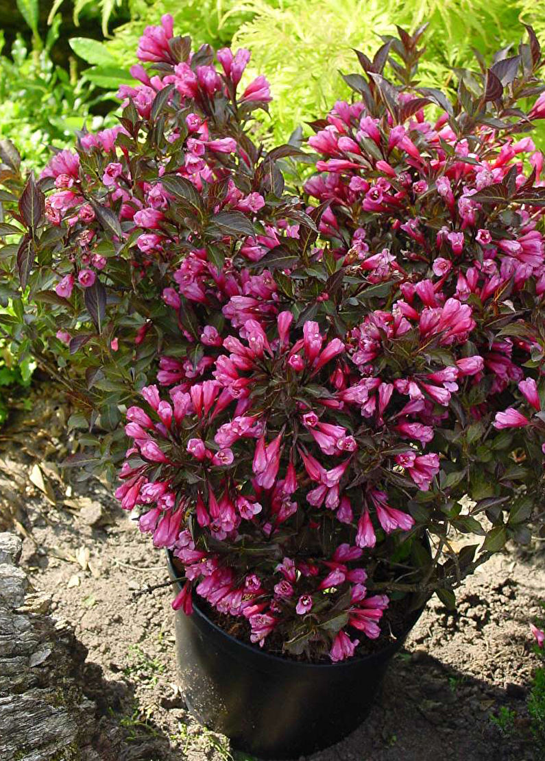 Weigela planting