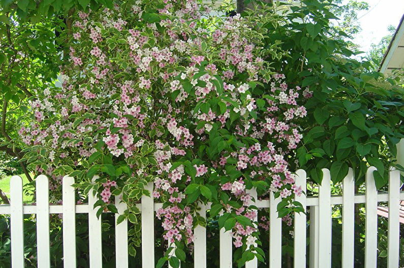 Weigela Care - Temperature
